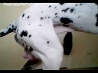 Huge dalmatian climbing on a willing thick MILF and penetrating her tight pussy